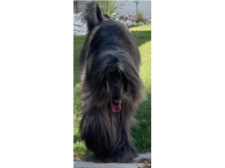 Puerto Rico Afghan Hound, Perros Gatos y Caballos