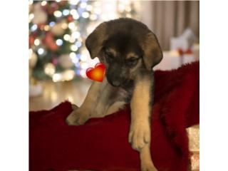 Hermosa German Shepherd Hembra, Mascotas Puerto Rico