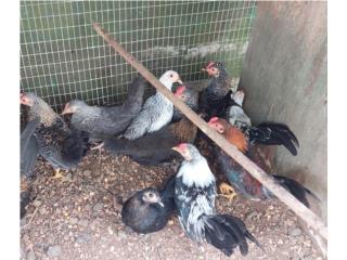 Kiris Chicken Kiris Puerto Rico