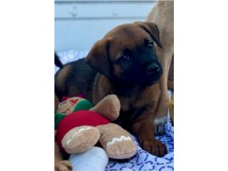 Shepard Rott German Shepard-Rottweiler Mix Puerto Rico