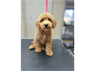 Puerto Rico Goldendoodle minie , Perros Gatos y Caballos