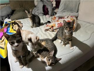 4 hermosos gatos para adopción en área Sur (Ponce), Mascotas Puerto Rico