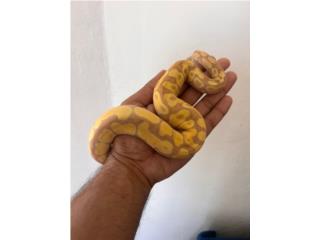 Ball Python Banana Enchi 1.0 (macho) Puerto Rico