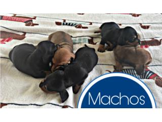 Perros Dachshund (salchichas) , Mascotas Puerto Rico