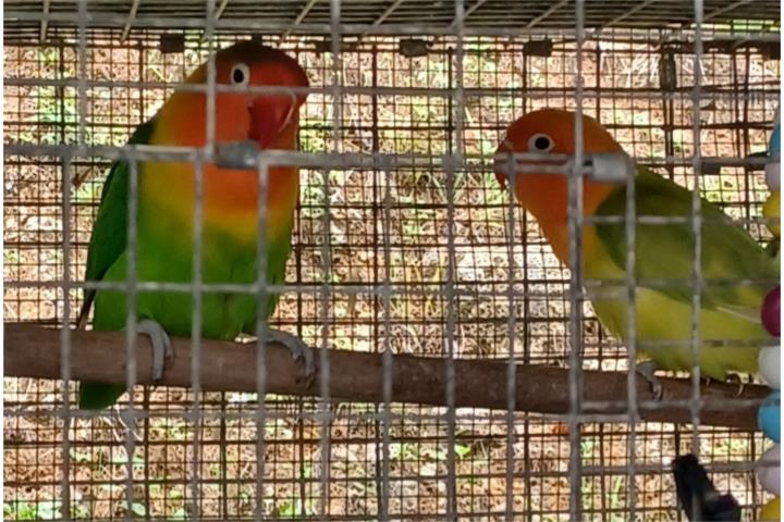 Lovebird Puerto Rico