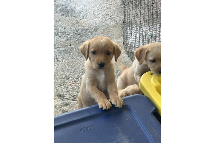 Perritas Puerto Rico