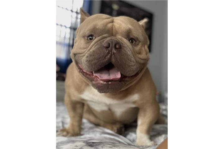 Bully Disponible para servicio Puerto Rico