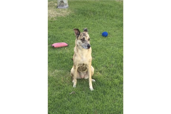 Adopción: Catahoula Leopard Dog Puerto Rico