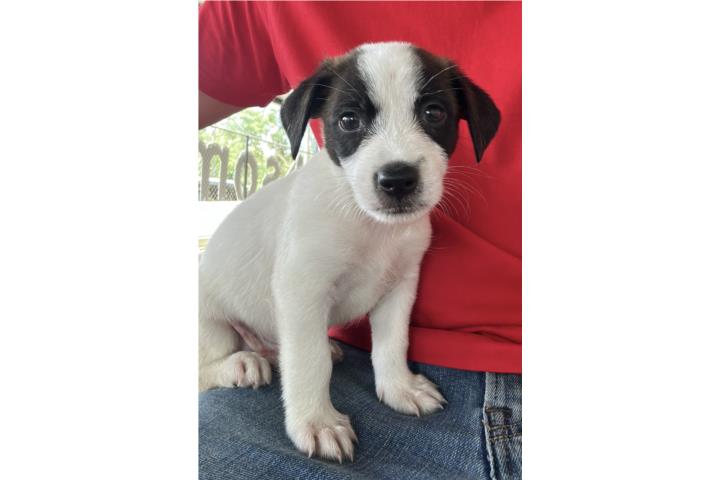 Perrito en adopción Puerto Rico