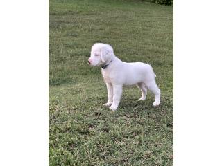 Puerto Rico Adopta Puppy Blanco Con Ojos Azules , Perros Gatos y Caballos