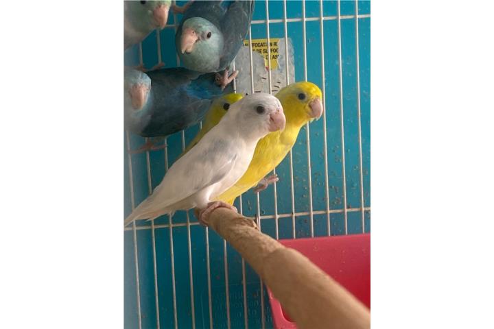 Venta Parrotlets! Puerto Rico