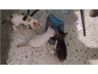 Puerto Rico - MascotasEstamos regalando gatitos de un mes  Puerto Rico