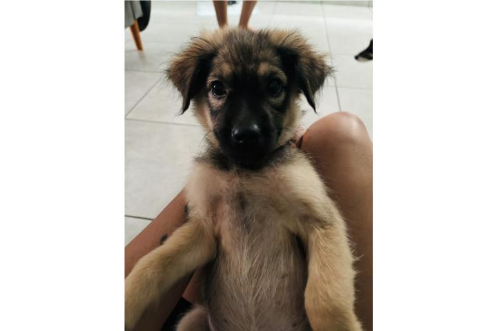 Adopta Puerto Rico