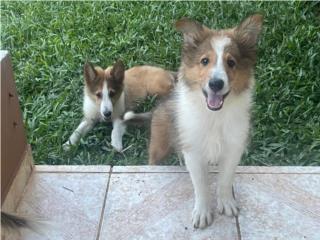 Puerto Rico - MascotasCollies (Lassie) en venta Puerto Rico