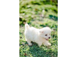 Puerto Rico Maltes, Perros Gatos y Caballos