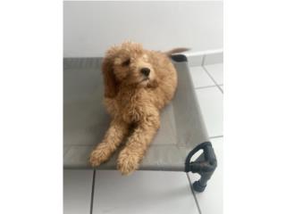 Puerto Rico GoldenDoodle, Perros Gatos y Caballos