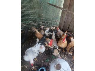 Kiris Chicken Kiris Puerto Rico