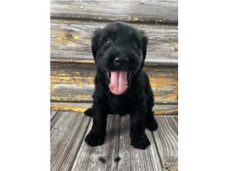 Puerto Rico Schnauzer Gigante macho, Perros Gatos y Caballos