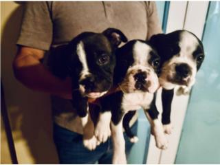 Puerto Rico Boston terrier , Perros Gatos y Caballos