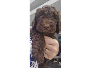 Puerto Rico Preciosos Labradoodles, Perros Gatos y Caballos