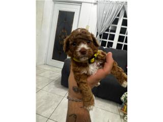 Hermosa Cockapoo FIB Puerto Rico