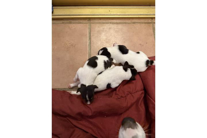 Puerto Rico Rats Rat Terrier Puros. Puerto Rico