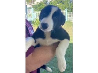 Hermoso Border collie Puerto Rico