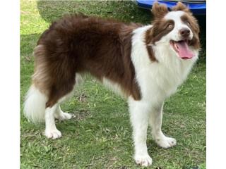 Border collie Puerto Rico