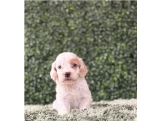 Cockapoo Puerto Rico