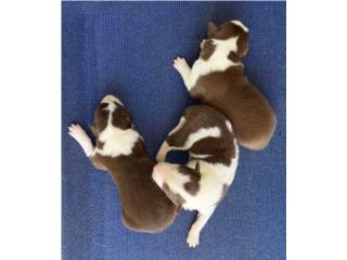 Hermosos Border Collie Puerto Rico