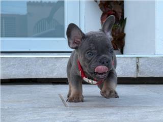 Puerto Rico Frenchie (cargan fluffy), Perros Gatos y Caballos