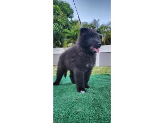 Puerto Rico Pastor Belga Groenendael  , Perros Gatos y Caballos