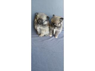 Puerto Rico Pomerania macho toys de bolsillo, Perros Gatos y Caballos