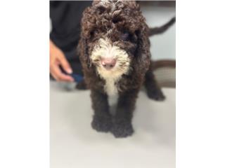 Puerto Rico Spanish Water Dog, Perros Gatos y Caballos