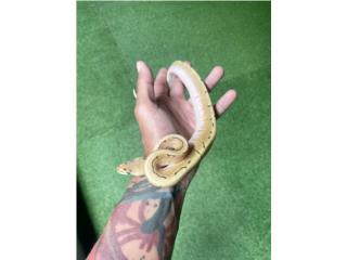 Ball Python  Puerto Rico
