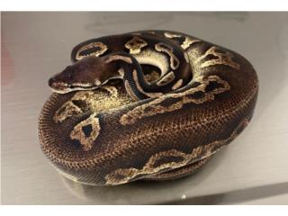 Ball Pythons Puerto Rico