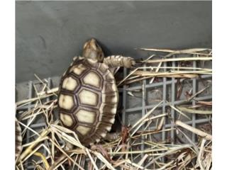 Tortugas sulcatas bb Puerto Rico