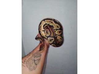 Ball Python Cinnamon Orange dream 0.1(hembra) Puerto Rico
