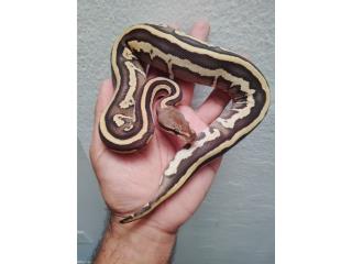 Ball Python Leopard Movaje Y.B. 0.1(hembra) Puerto Rico