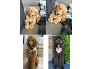 Puerto Rico Goldendoodle macho , Perros Gatos y Caballos
