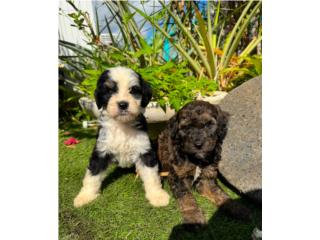 Puerto Rico Bellos Mini Bernedoodle F2, Perros Gatos y Caballos