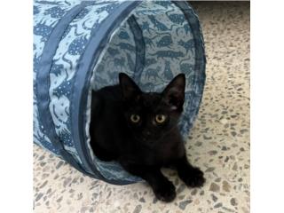 Puerto Rico Gatito para adopcion. kitten , Perros Gatos y Caballos