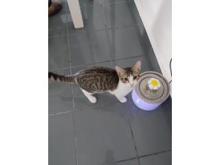 Bello gatito Puerto Rico
