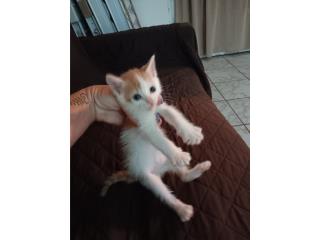 Gatitos Puerto Rico