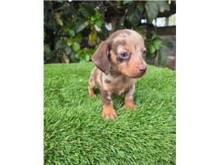 Puerto Rico Hermoso machito Daschund merle chocolate tan , Perros Gatos y Caballos