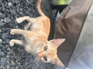 Se Regala Bella  Gatita  Puerto Rico