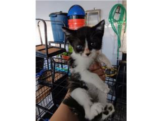 Gatitos para adopción  Puerto Rico