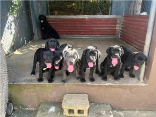 Puerto Rico Cane Corso, Perros Gatos y Caballos