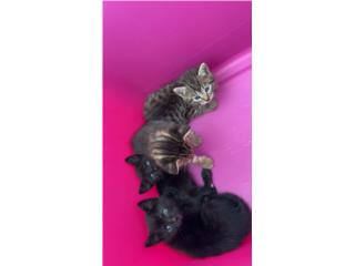 Gatitos gratis muy bonitos  Puerto Rico
