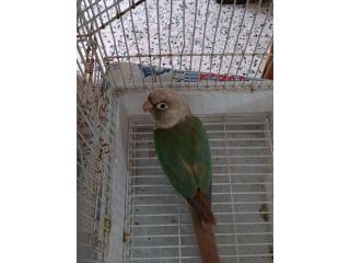 Cotorra green cheek Puerto Rico